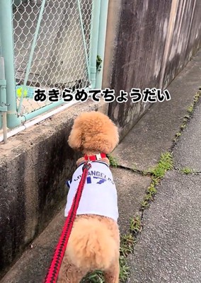 ボールを見る犬1