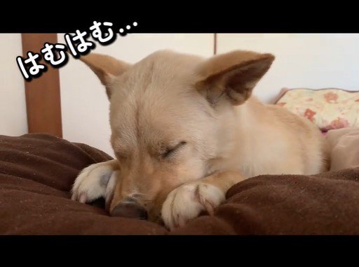 赤ちゃんのようで可愛い♡