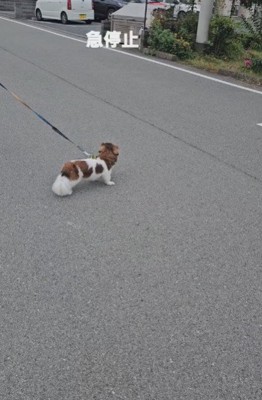 若丸ちゃんが突然停止