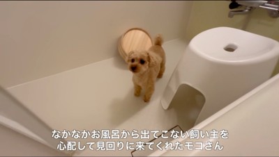 浴槽に入っている飼い主を見つめる犬