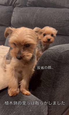 俯き反省する小型犬