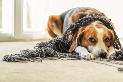 紐が絡んでしまった犬