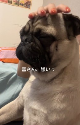 頭をなでられて目を瞑る犬%％「雷は怖いけど、ママさんに撫でられて幸せ♡」