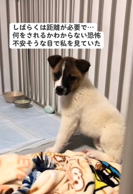 距離をとり振り向く子犬