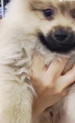 まさかのデカワンコに!?