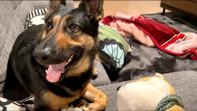 犬のぬいぐるみで遊んで笑顔の犬