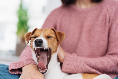 撫でられながらあくびする犬