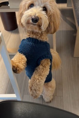 アルくんの構ってアピール2