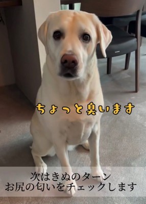 お座りしている犬