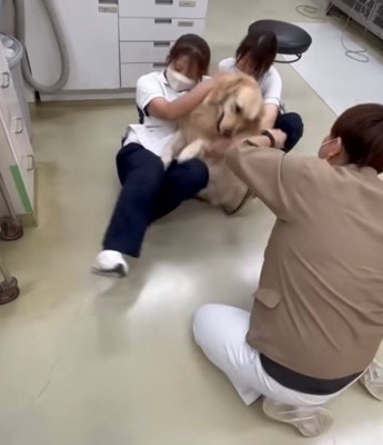体をよじって暴れる犬と倒れそうなスタッフ