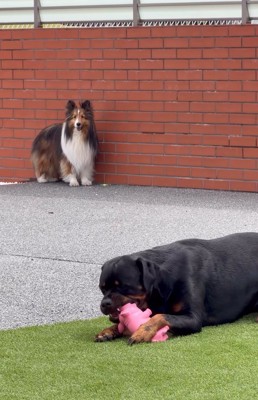 2匹の大型犬
