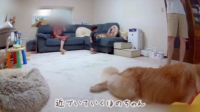 2匹は気持ちよくお昼寝
