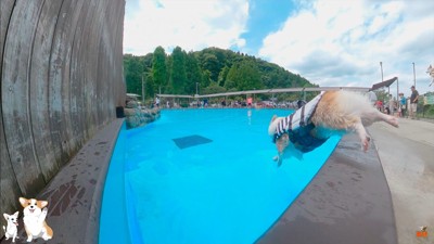 コーギーのスイミングスクール8