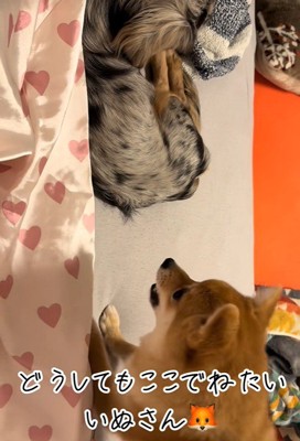 意地でも退かないチョコくん