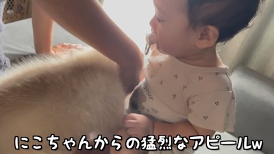 にこちゃんが赤ちゃんを甘噛み…！