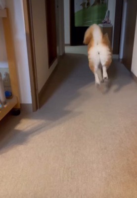 駆け出したまるちゃん!!