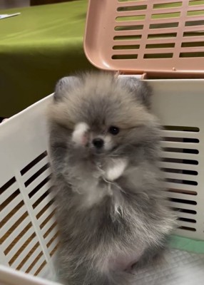 片手で顔を隠すしらすちゃん