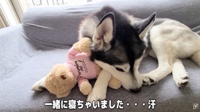 ぬいぐるみを抱っこしてウトウト…