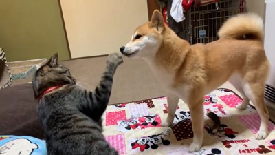 犬に猫パンチ