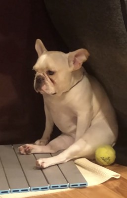 遠くを見つめる犬