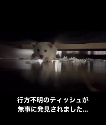 歩いてくる白い子犬