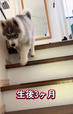 階段を降り始めたパウくん