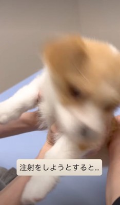 暴れる子犬