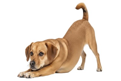 伸びをする茶色い犬