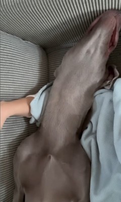 ジョージくんのヘソ天5