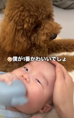 赤ちゃんを見る犬2