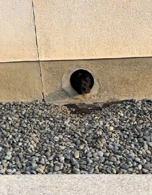 ピットブルのぶりちゃん!