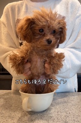足だけ入った犬