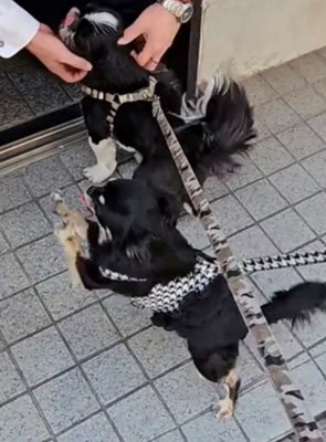 前足で呼ぶような仕草の犬