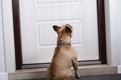 ドアの前で座る犬