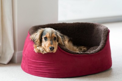 赤いベッドに入る犬