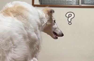 口を開いて飼い主の顔を見つめる犬