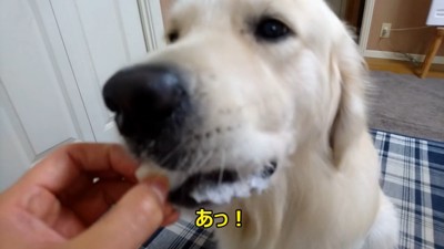 梨を食べるギンちゃん8