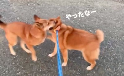 ワンプロする野良犬と柴犬