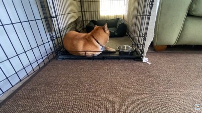 完全に拗ねています！