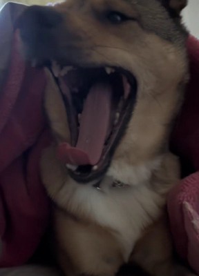 大きな口を開けてあくび