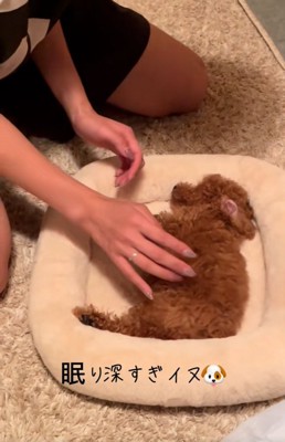 心配になる飼い主さん