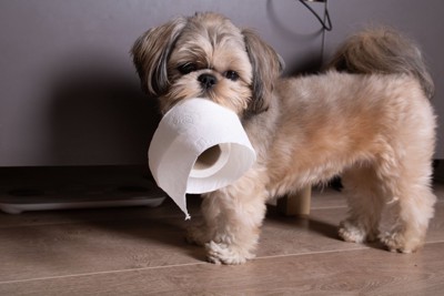 トイレットペーパーをくわえる犬