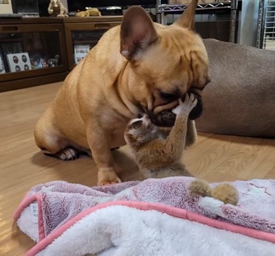 スローロリスに口元を舐められる犬