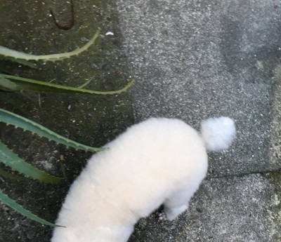 くぅちゃんとお散歩