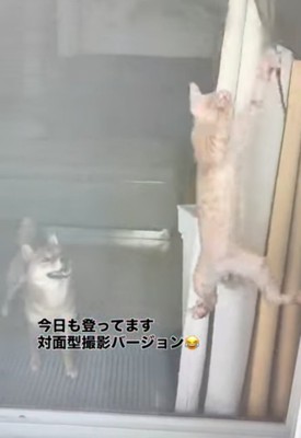 子猫を見守る犬