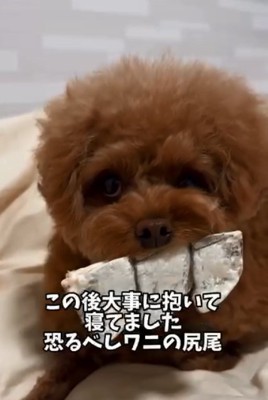 おやつを離さないピノちゃん