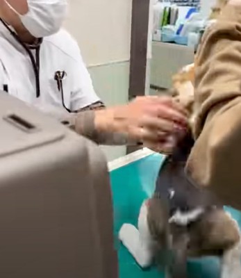 後ずさりする犬