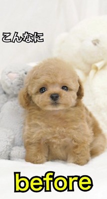 天使のような赤ちゃん