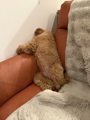 しょんぼり