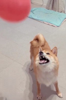 ボールを見ている柴犬